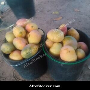 Mango Fruit Hand-Picked, Africa