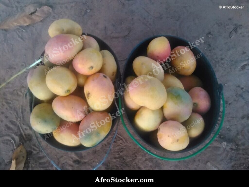 Mango Fruit in Morning Light, Africa
