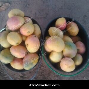 Mango Fruit in Morning Light, Africa