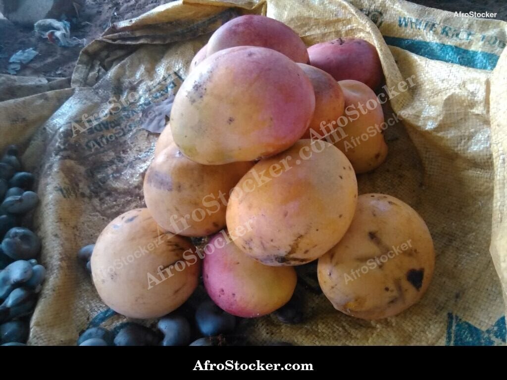 Mango Fruit Pair Framed by Leaves, Africa