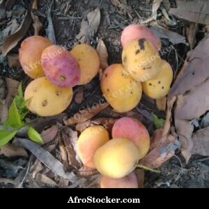 Mango Fruit Pile in Harvest Basket, Africa