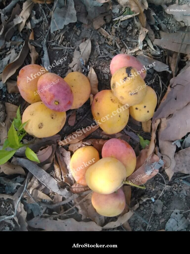 Mango Fruit Pile in Harvest Basket, Africa