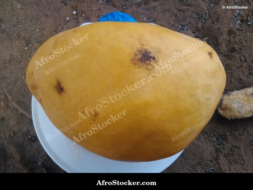 Mango Fruit with Rain Droplets, Africa
