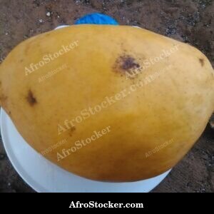 Mango Fruit with Rain Droplets, Africa