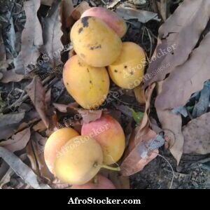Mango Fruit Shadow Pattern, Africa