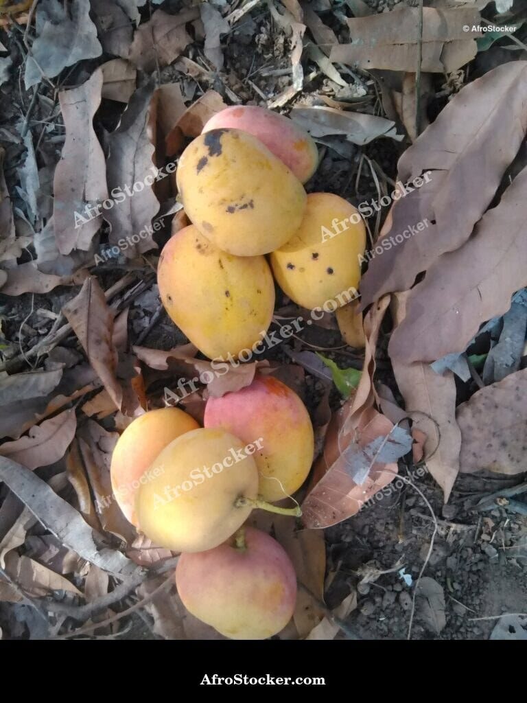 Mango Fruit Shadow Pattern, Africa