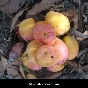 Mango Fruit Stem Attachment, Africa