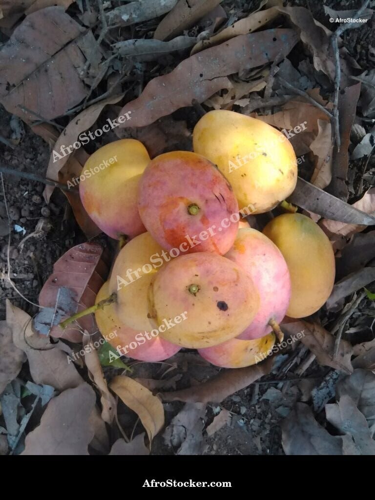 Mango Fruit Stem Attachment, Africa