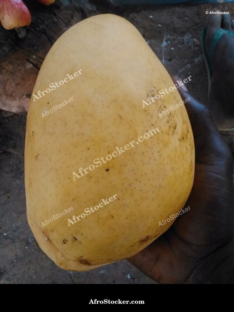 Mango Fruit Vibrant Color, Africa
