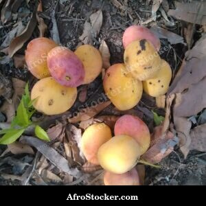 Mango Fruit Water Droplets, Fresh Africa
