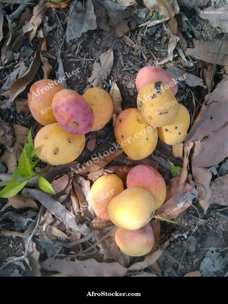 Mango Fruit Water Droplets, Fresh Africa