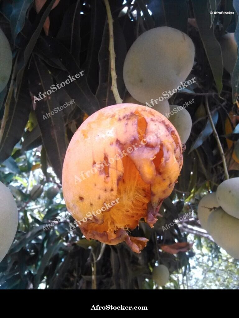 Mango Leaves Foliage Detail, Africa