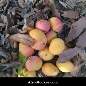 Mango Orchard Pathway, Africa