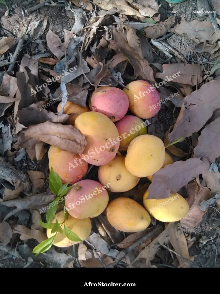 Mango Orchard Pathway, Africa