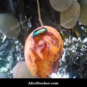 Mango Pair, Twin Fruit on Branch