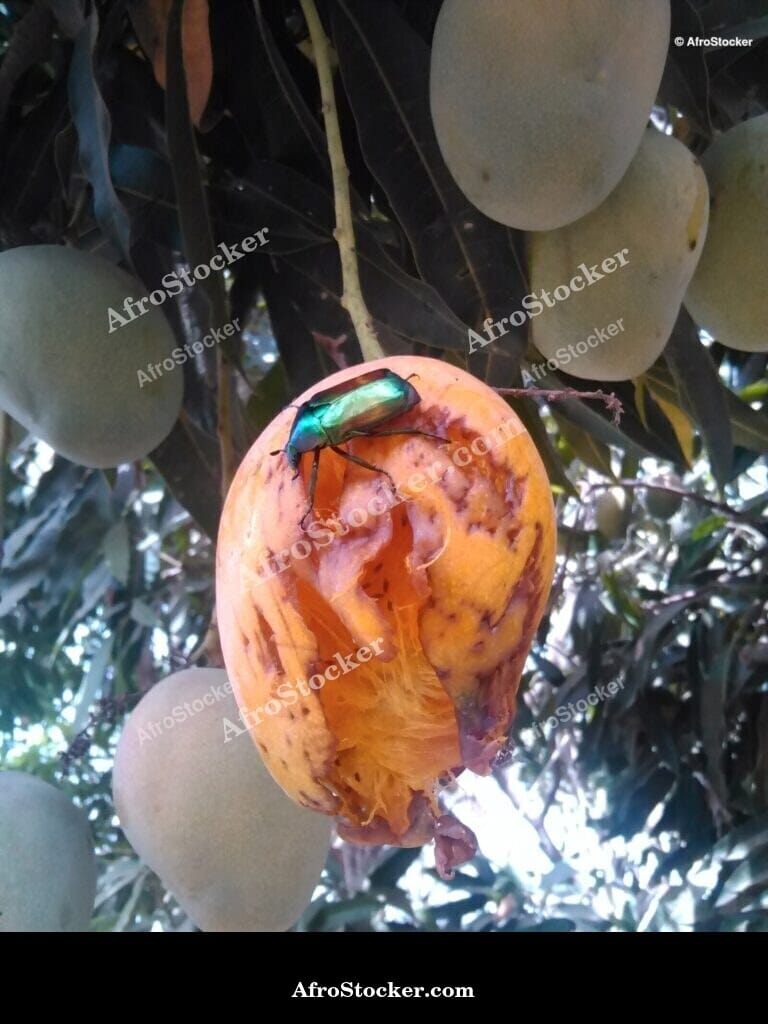 Mango Pair, Twin Fruit on Branch