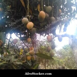 Mango Tree with Blue Sky Background, Africa