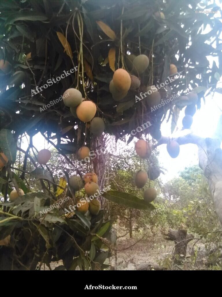 Mango Tree with Blue Sky Background, Africa