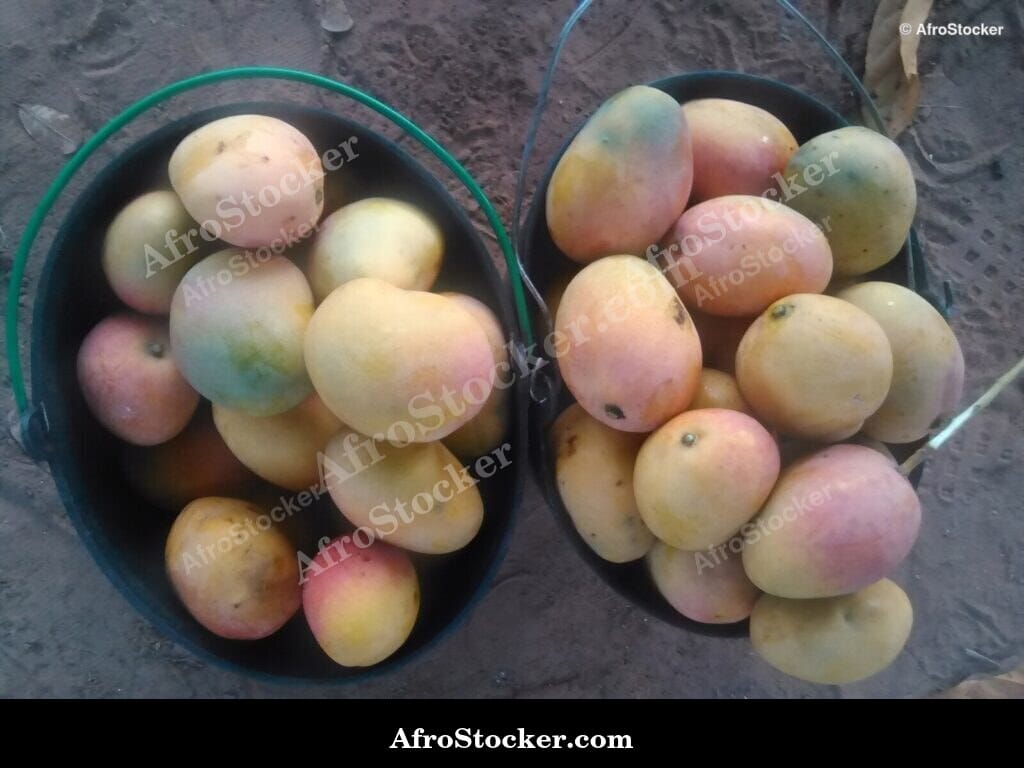 Mango Tree Dense Foliage, Africa