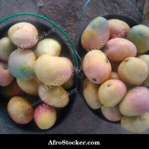 Mango Tree Dense Foliage, Africa