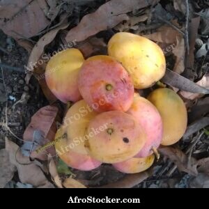 Mango Tree in Evening Light, Africa