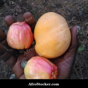 Mango Tree Farmer Perspective, Africa