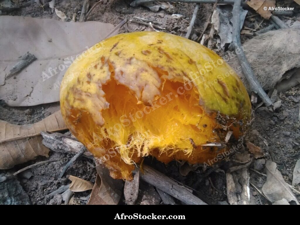 Mango Tree Full View, Orchard Africa