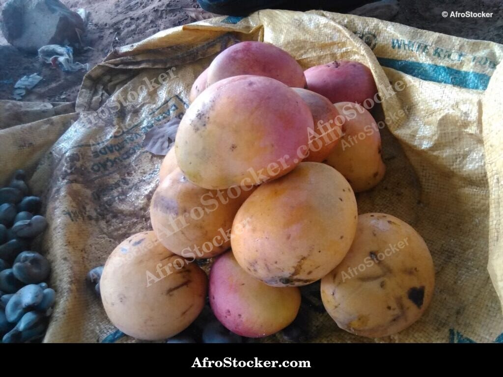 Mango Tree with Multiple Fruit Stages, Africa