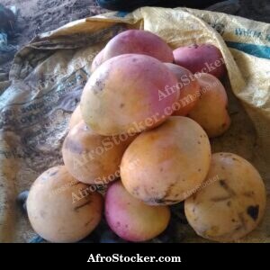 Mango Tree with Multiple Fruit Stages, Africa