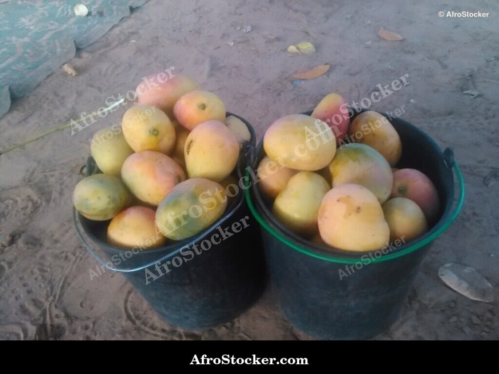 Mango Tree Row, Plantation Africa