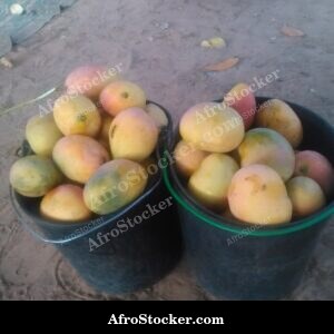 Mango Tree Row, Plantation Africa