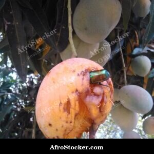 Mango Tree Trunk and Roots, Africa
