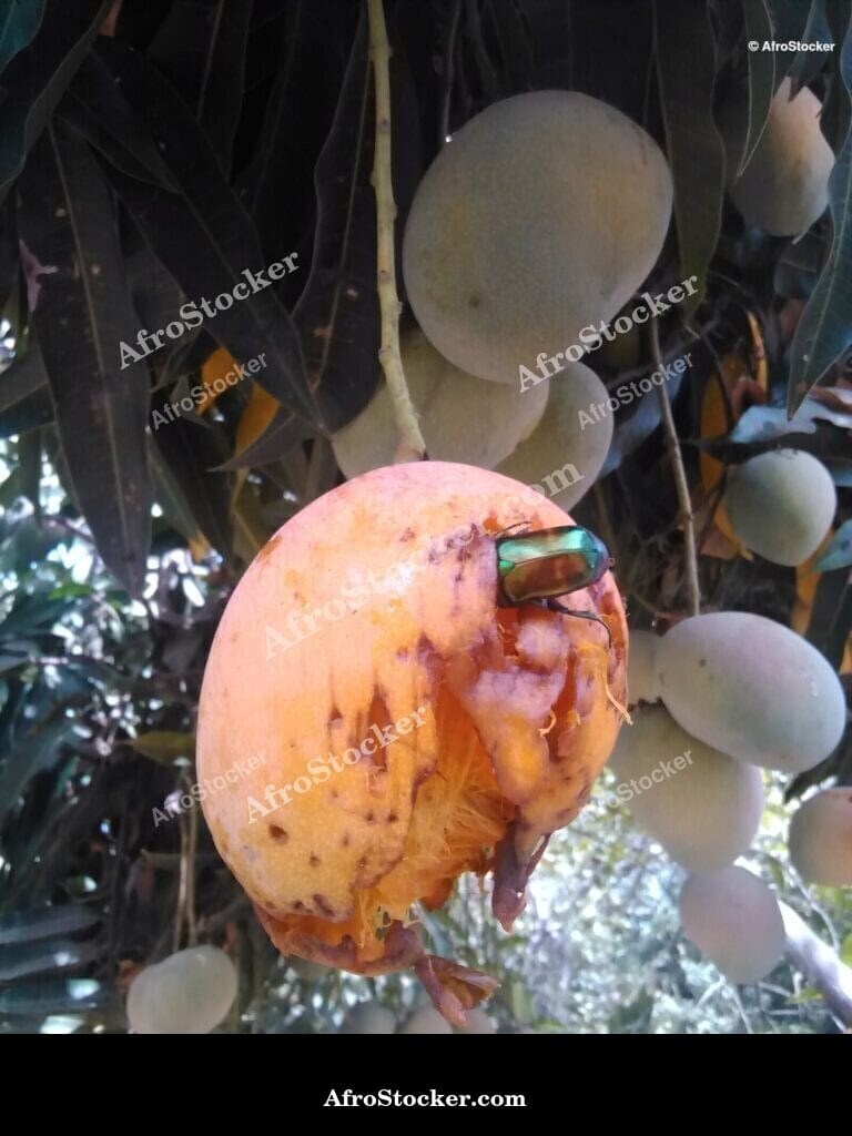 Mango Tree Trunk and Roots, Africa