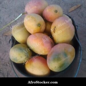 Mango Tree Wide Angle, Farm Africa