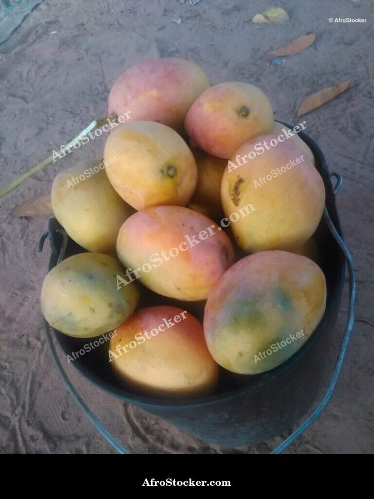 Mango Tree Wide Angle, Farm Africa