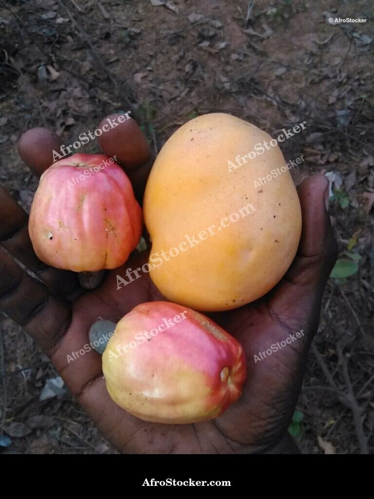 Mango and Cashew Fruit, Africa - AfroStocker