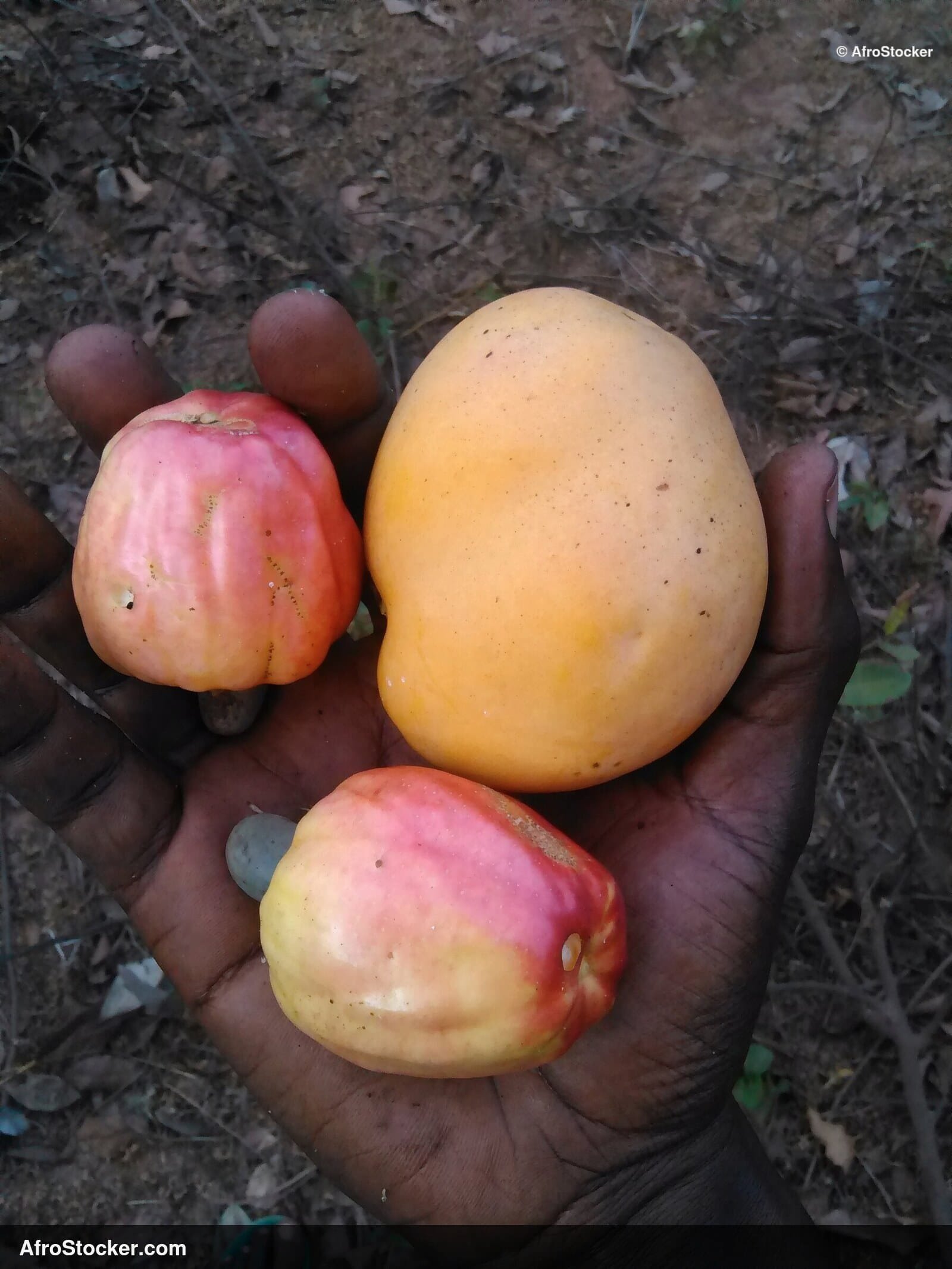 Mango and Cashew Fruit, Africa - AfroStocker