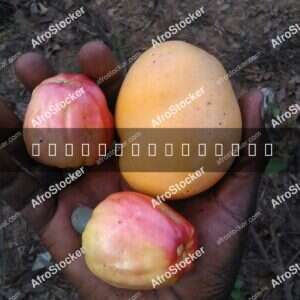 Mango and Cashew Fruit, Africa - AfroStocker