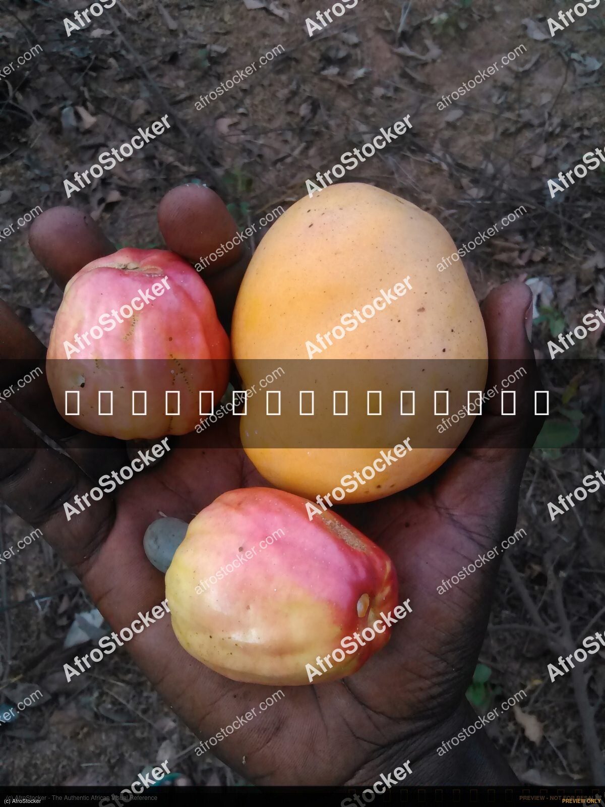 Mango and Cashew Fruit, Africa - AfroStocker