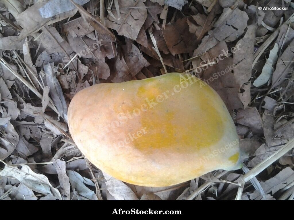 Mango Tree in African Nature - AfroStocker