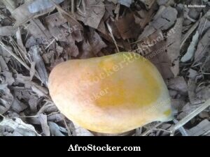 Mango Tree in African Nature