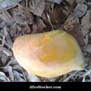 Mango Tree in African Nature - AfroStocker