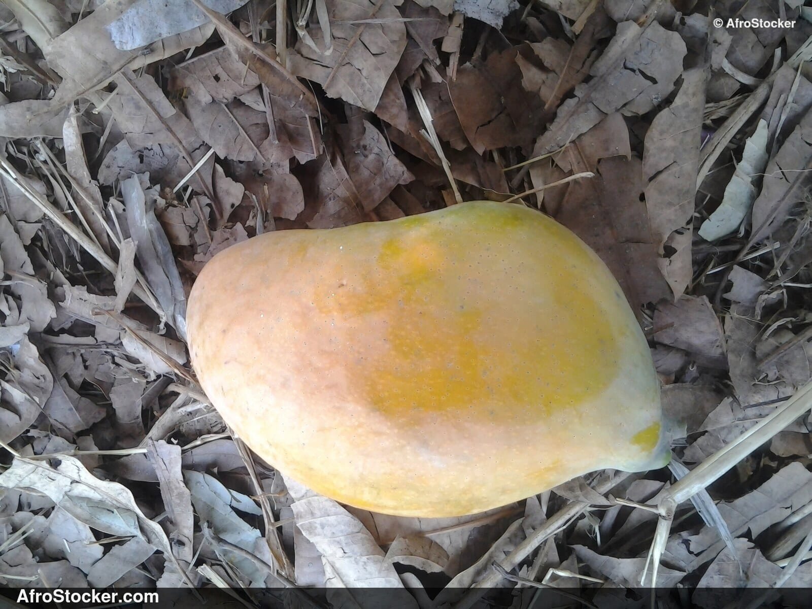 Mango Tree in African Nature - AfroStocker