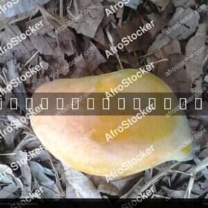 Mango Tree in African Nature - AfroStocker