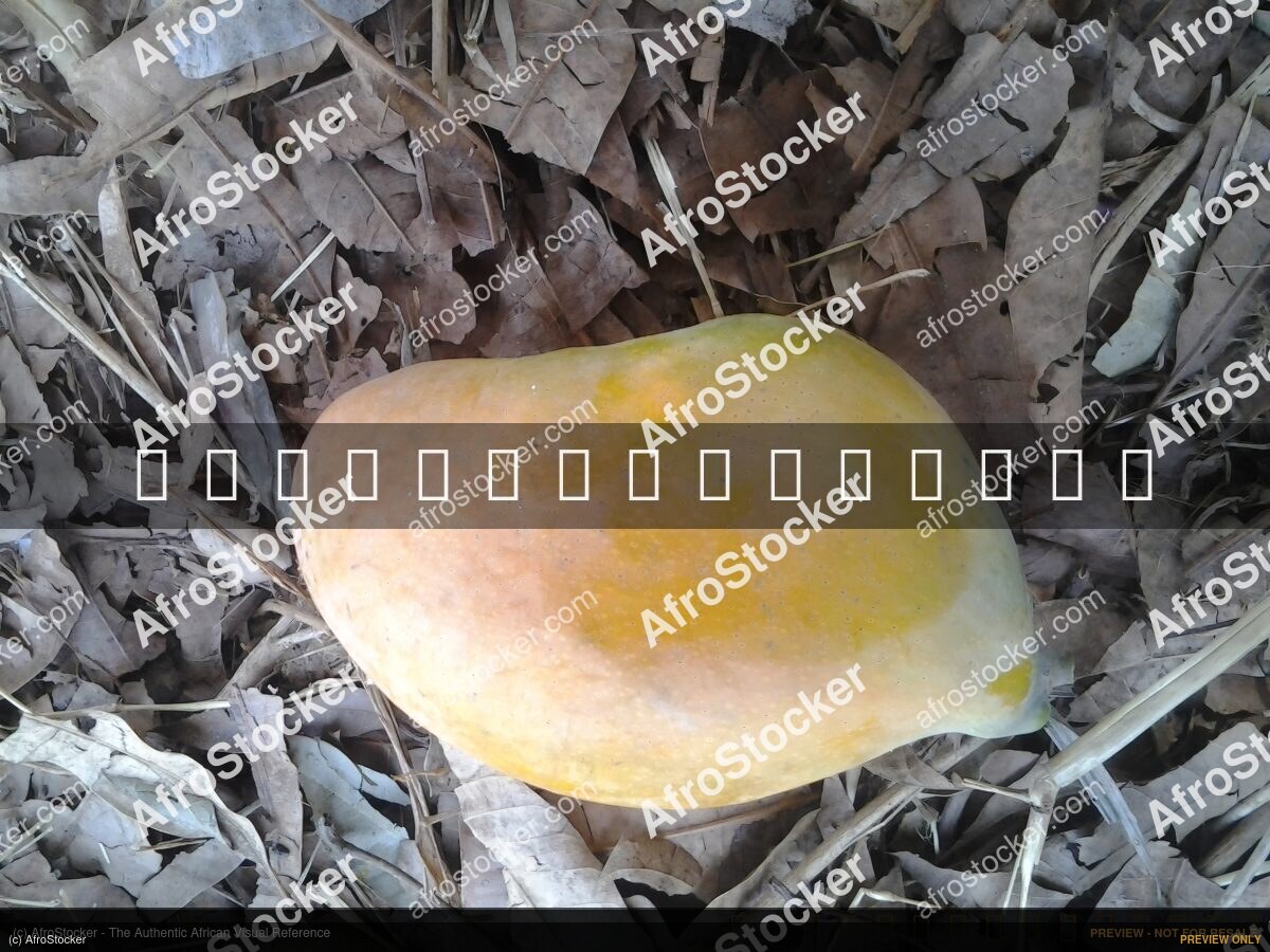 Mango Tree in African Nature - AfroStocker
