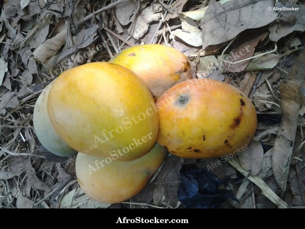Mangoes Growing in Africa - AfroStocker