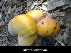 Mangoes Growing in Africa