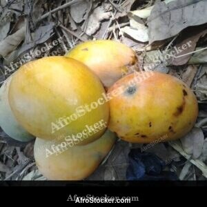 Mangoes Growing in Africa - AfroStocker