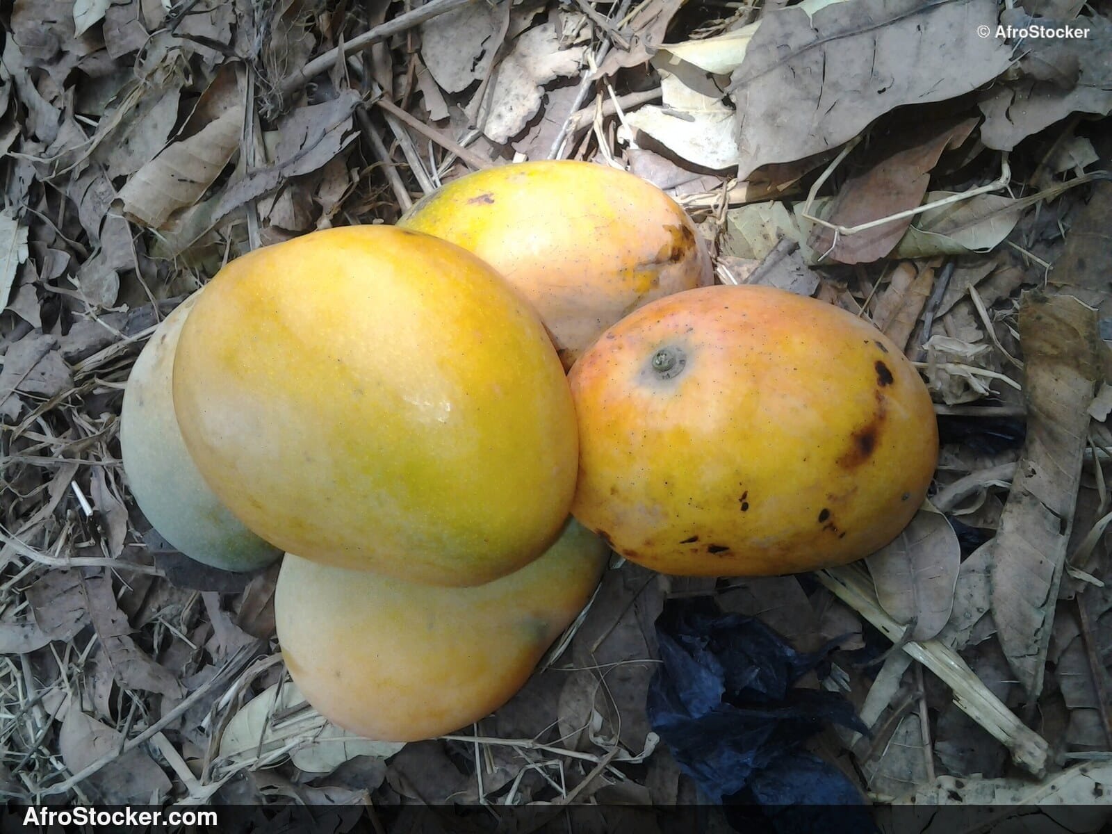 Mangoes Growing in Africa - AfroStocker