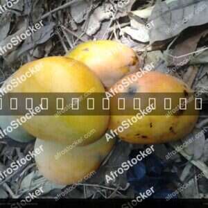 Mangoes Growing in Africa - AfroStocker